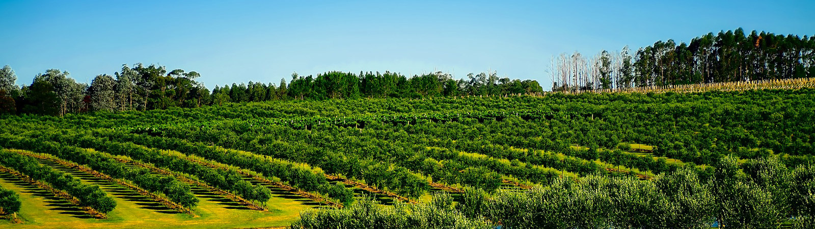 Drip Irrigation System